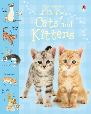 Little Book of Cats and Kittens book