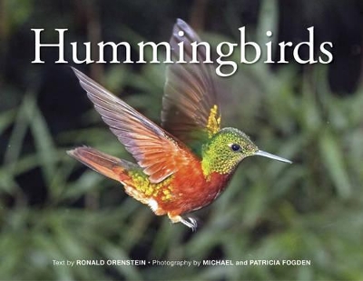 Hummingbirds by Michael Fogden