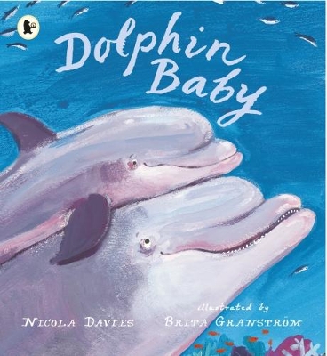 Dolphin Baby by Nicola Davies