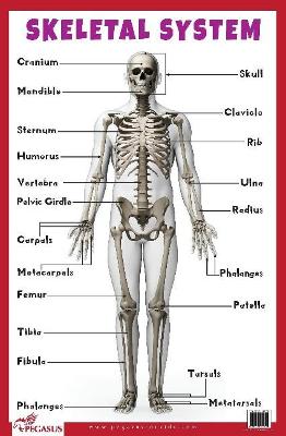 Skeletal System: Human Body Charts book