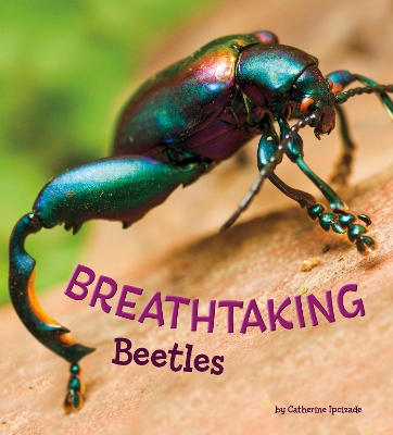 Breathtaking Beetles by Catherine Ipcizade