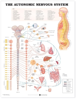 The Autonomic Nervous System Anatomical Chart book