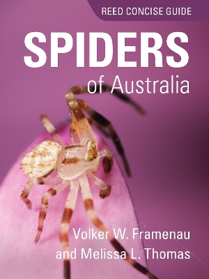 Reed Concise Guide Spiders of Australia book