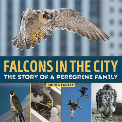 Falcons in the City by Chris Earley