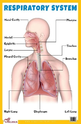 Respiratory System Educational Chart by Pegasus