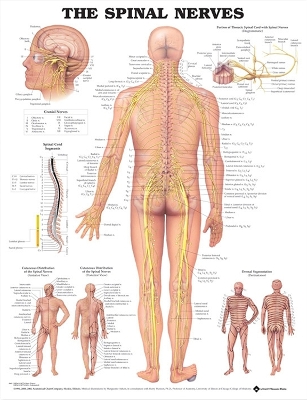 The Spinal Nerves Anatomical Chart by Anatomical Chart Company