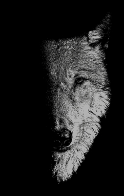 In the Company of Wolves: Werewolves, Wolves and Wild Children by Sam George