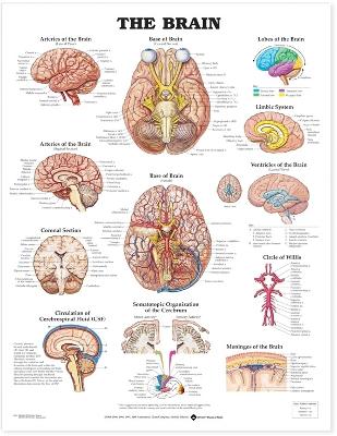 The Brain Anatomical Chart by Anatomical Chart Company
