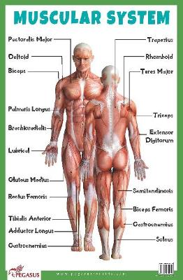Muscular System: Human Body Charts book