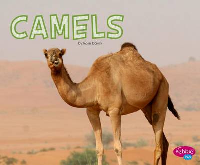 Camels by Rose Davin
