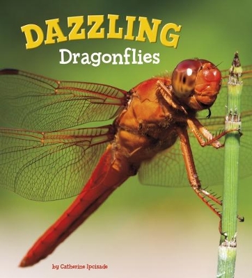 Dazzling Dragonflies by Catherine Ipcizade