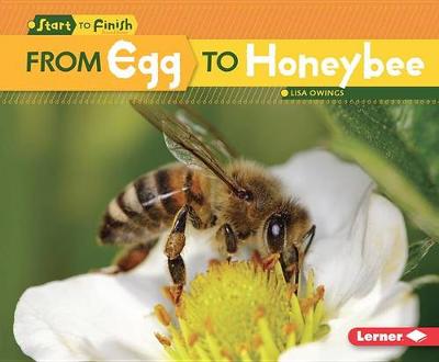 From Egg to Honeybee by Lisa Owings