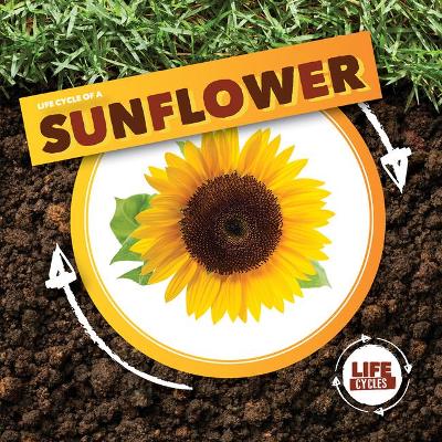 Life Cycle of a Sunflower by Kirsty Holmes