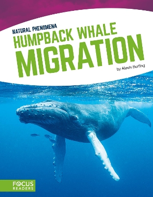 Humpback Whale Migration by Alexis Burling