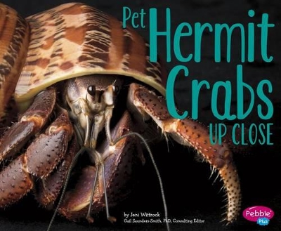 Pet Hermit Crabs Up Close by Gail Saunders-Smith