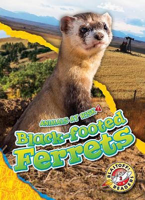 Black-Footed Ferrets book