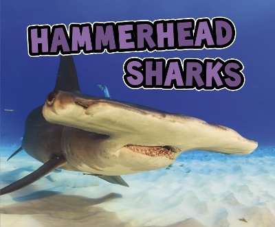 Hammerhead Sharks book