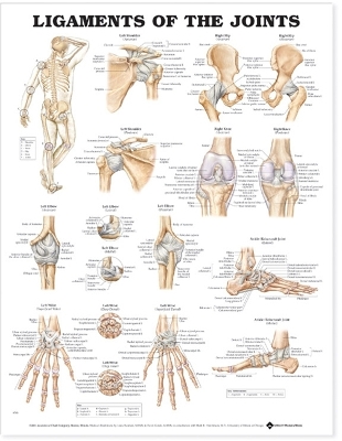 Ligaments of the Joints Anatomical Chart by Anatomical Chart Company