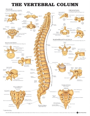 The Vertebral Column Anatomical Chart by Anatomical Chart Company