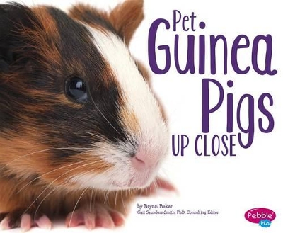 Pet Guinea Pigs Up Close by Gail Saunders-Smith