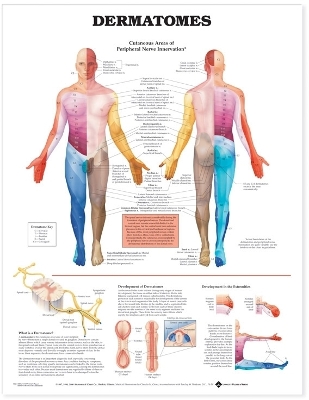 Dermatomes Anatomical Chart by Anatomical Chart Company