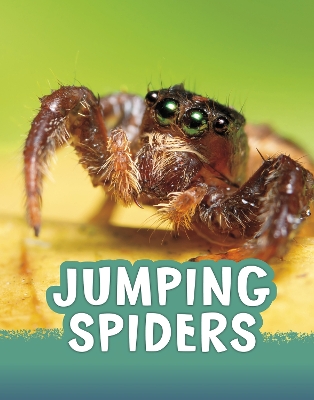 Jumping Spiders by Jaclyn Jaycox