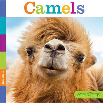 Seedlings Camels by Kate Riggs