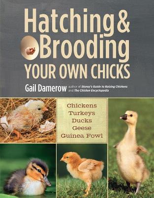 Hatching and Brooding Your Own Chicks book