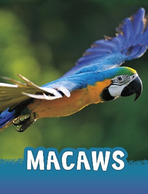 Macaws by Jaclyn Jaycox