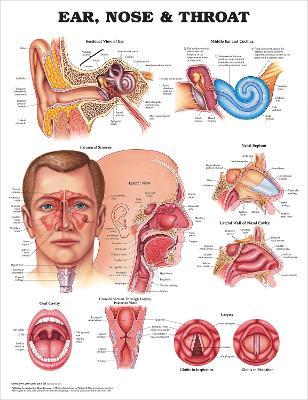 Ear, Nose and Throat Anatomical Chart by Anatomical Chart Company