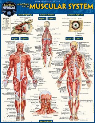 Anatomy of the Muscular System: A Quickstudy Laminated Reference Guide book