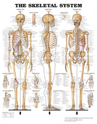 Skeletal System - Large Decal Chart book