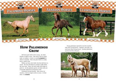 Horses: Thoroughbred Horses, Shetland Ponies, Pinto Horses, Palomino Horses, Arabian Horses, Clydesdale Horses by BreAnn Rumsch