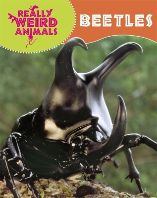 Really Weird Animals: Beetles book