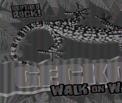 Geckos Walk on Walls! book