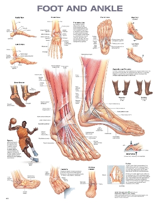 Foot and Ankle Anatomical Chart book