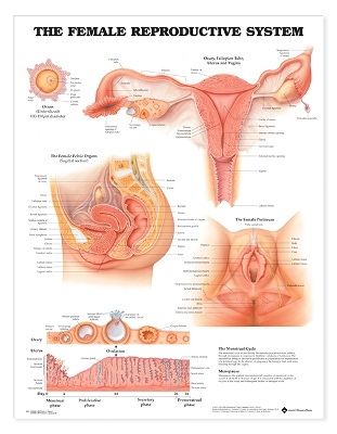 The Female Reproductive System Anatomical Chart by Anatomical Chart Company