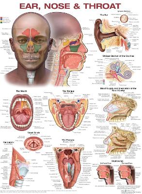 Ear, Nose, and Throat Anatomical Chart book