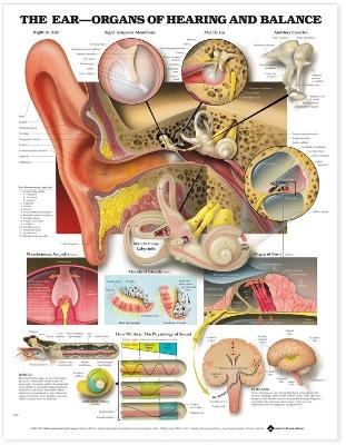 The Ear: Organs of Hearing and Balance Anatomical Chart book