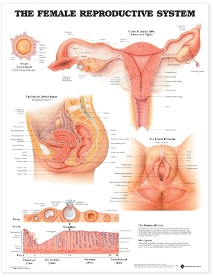 The Female Reproductive System Anatomical Chart by Anatomical Chart Company