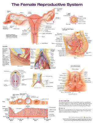 The Female Reproductive System Anatomical Chart book