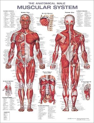 The Anatomical Male Muscular System Anatomical Chart book