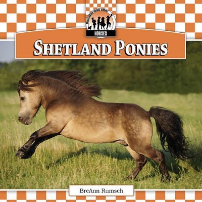 Shetland Ponies book