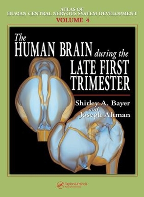 Human Brain During the Late First Trimester by Shirley A. Bayer