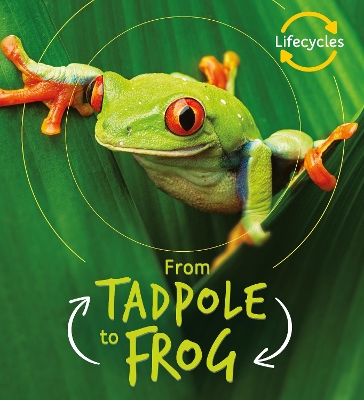 Lifecycles: Tadpole to Frog book