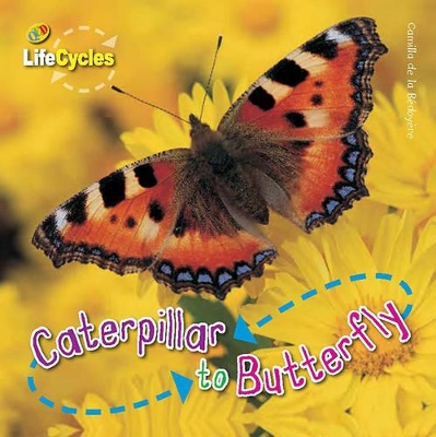 Lifecycles: Caterpillar to Butterfly by Camilla de la Bedoyere