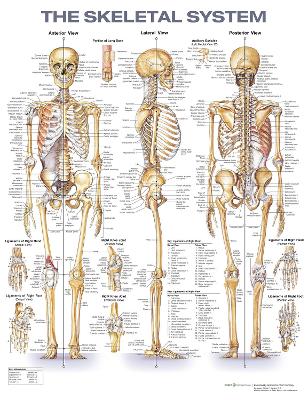 The Skeletal System Anatomical Chart book