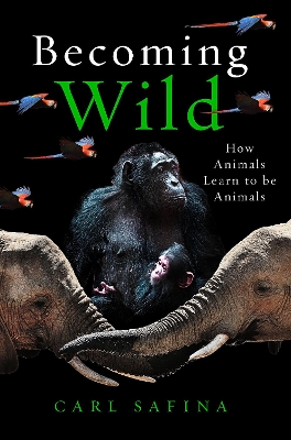 Becoming Wild: How Animals Learn to be Animals by Carl Safina