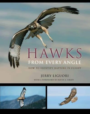 Hawks from Every Angle book