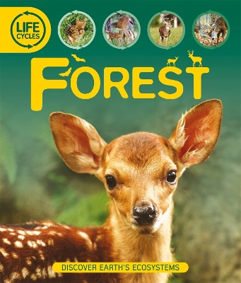 Life Cycles: Forest book